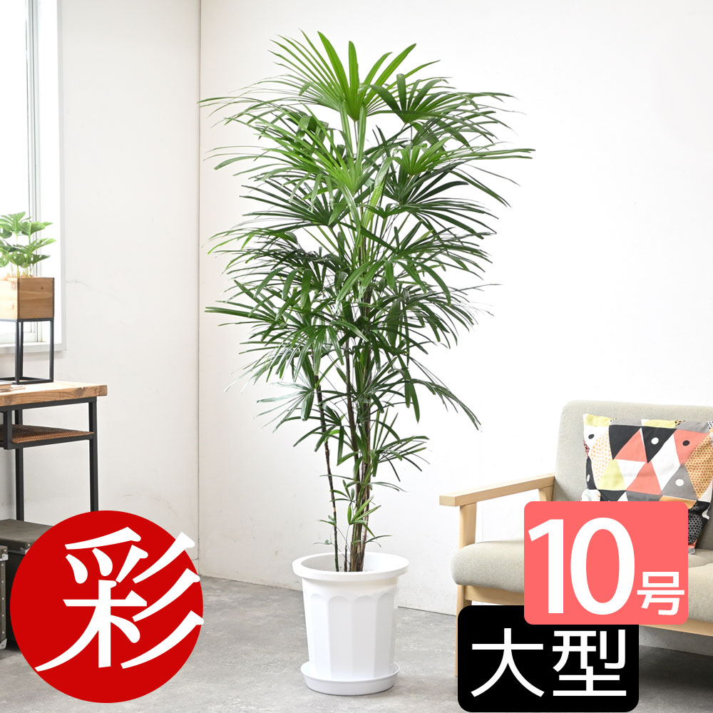 シュロチク 棕櫚竹 10号鉢 観葉植物 大型 インテリア 観葉植物 アジアン 和風 室内 オフィス ギフト プレゼント 花 母の日