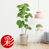 観葉植物 選べる樹形 フィカス・ウンベラータ 10号鉢 直幹 曲がり幹 大型 インテリア 開店祝い お祝い 新築祝い おしゃれ インテリア