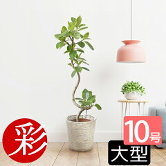 https://thumbnail.image.rakuten.co.jp/@0_mall/saisyokukenbi/cabinet/tmb/rg200003_tmba.jpg