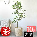 【16日01:59までポイント5倍】フィカス ベンガレンシス 観葉植物 大型 ベンガルボダイジュ 10号鉢 本物 曲がり樹形 フィカス・ベンガレンシス 観葉植物...