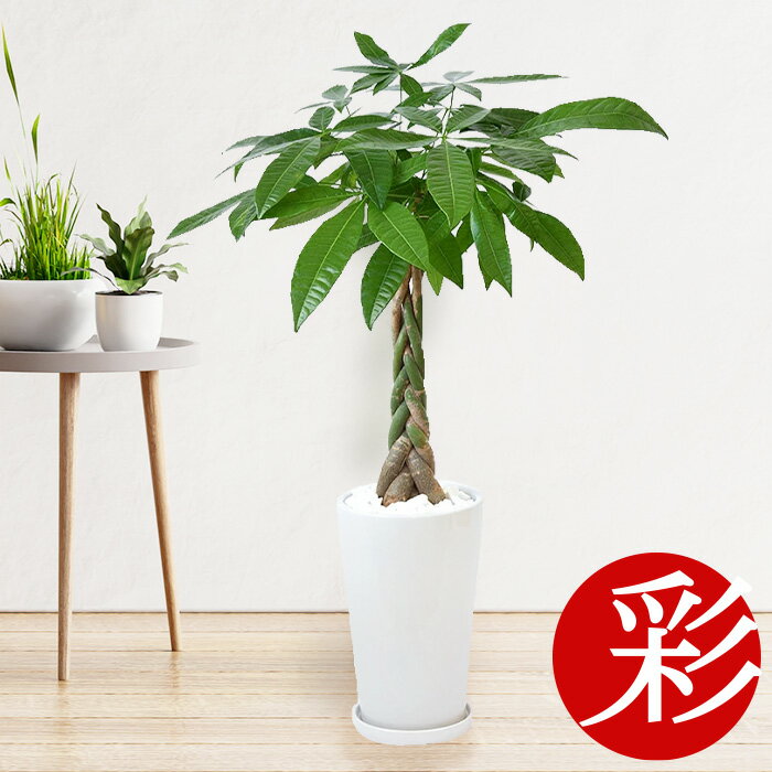 【16日1:59までポイント3倍】パキラ 観葉植物 シャイニーホワイト ラウンドポット 白陶器入り インテリア 大型 開店祝い 移転祝い アジアン おしゃれ 室内 オフィス ギフト プレゼント 母の日