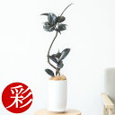 観葉植物 本物 フィカス・バーガンディ 曲がり樹形 マットホワイトトールポット 白陶器入り インテリア アジアン おしゃれ 引越し祝い 開店祝い 移転祝い お祝...