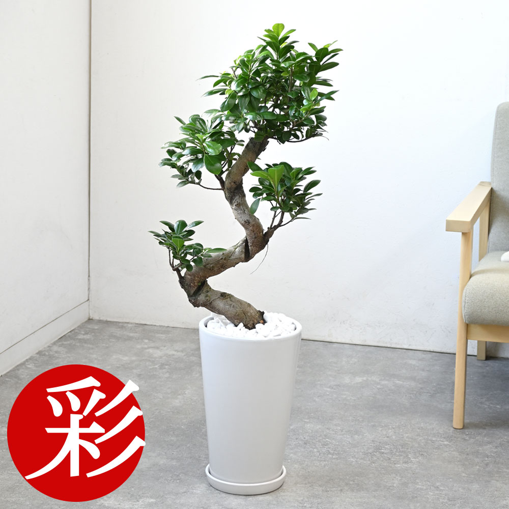 楽天市場】観葉植物 ガジュマル 昇り竜の通販 楽天市場】観葉植物 ガジュマル 昇り竜の通販