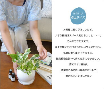 【4鉢まで送料500円】8種類から選べる ミニ 観葉植物 白陶器のボウルポットとロングポット ガジュマル ポトス エバーフレッシュ フランスゴム 母の日