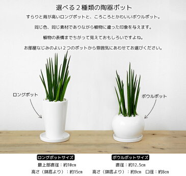 【4鉢まで送料500円】8種類から選べる ミニ 観葉植物 白陶器のボウルポットとロングポット ガジュマル ポトス エバーフレッシュ フランスゴム 母の日