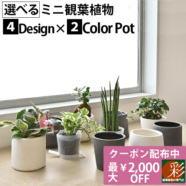 【最大2000円引きクーポン配布中】選べる ミニ 観葉植物 4デザイン2カラーポット ホワイト＆グレー ガジュマル ポトス サンスベリア ペペロミア シュガーバイン