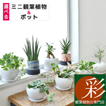 8種類から選べる ミニ 観葉植物 白陶器のボウルポットとロングポット エスニックポット ブルー レッド ガジュマル ポトス サンスベリア ペペロミア ソフォラ 小さい