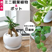 8種類から選べる ミニ 観葉植物 白陶器のボウルポットとロングポット エスニックポット ブルー レッド ガジュマル ポトス サンスベリア ペペロミア ソフォラ