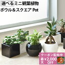 【最大2000円引きクーポン配布中】選べる ミニ 観葉植物 ボウル＆スクエア 2カラー シャイニーポット ホワイト＆ブラック ガジュマル ポトス サンスベリア ペペロミア シュガーバイン