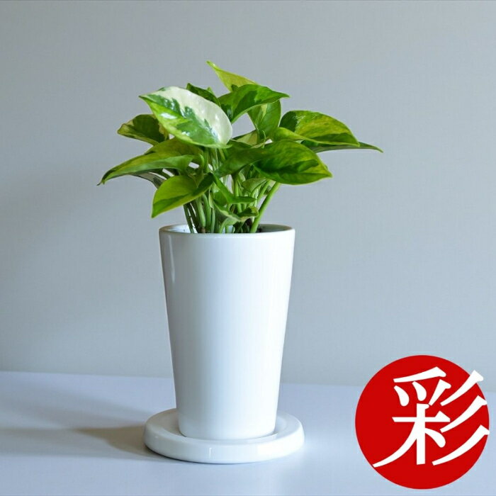 【土日限定3%引クーポン配布中】観葉植物 小さい ミニ ポトス・エメラルドロングポット 白陶器鉢 本物 インテリア おしゃれ テーブル ミニ観葉植物 ポトス 室内 本物 卓上 開店祝い 移転祝い お祝い 新築祝い かわいい ポトス エメラルド 観葉植物