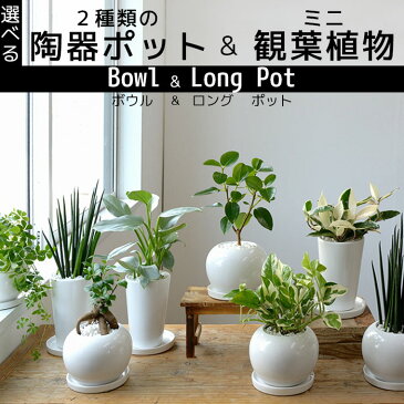 【4鉢まで送料500円】8種類から選べる ミニ 観葉植物 白陶器のボウルポットとロングポット ガジュマル ポトス エバーフレッシュ フランスゴム 母の日