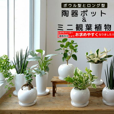 8種類から選べる ミニ 観葉植物 白陶器のボウルポットとロングポット ガジュマル ポトス エバーフレッシュ ソテツ