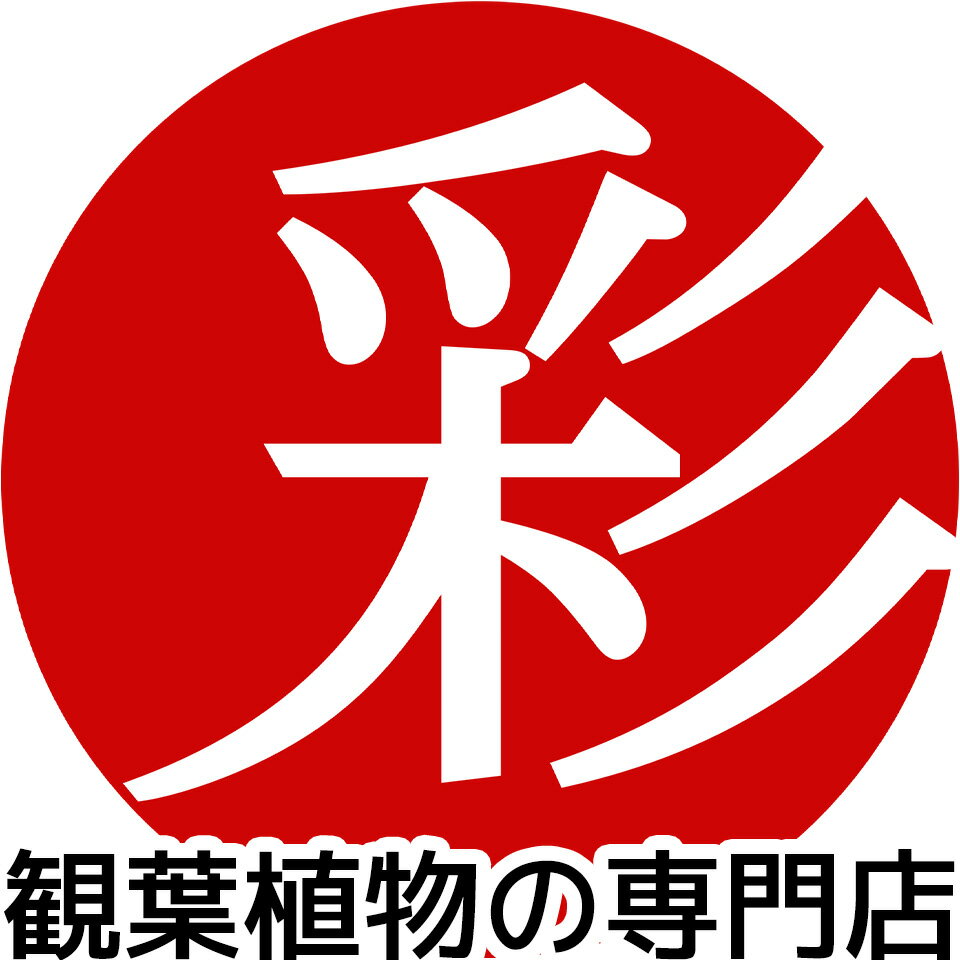 観葉植物の専門店 彩植健美