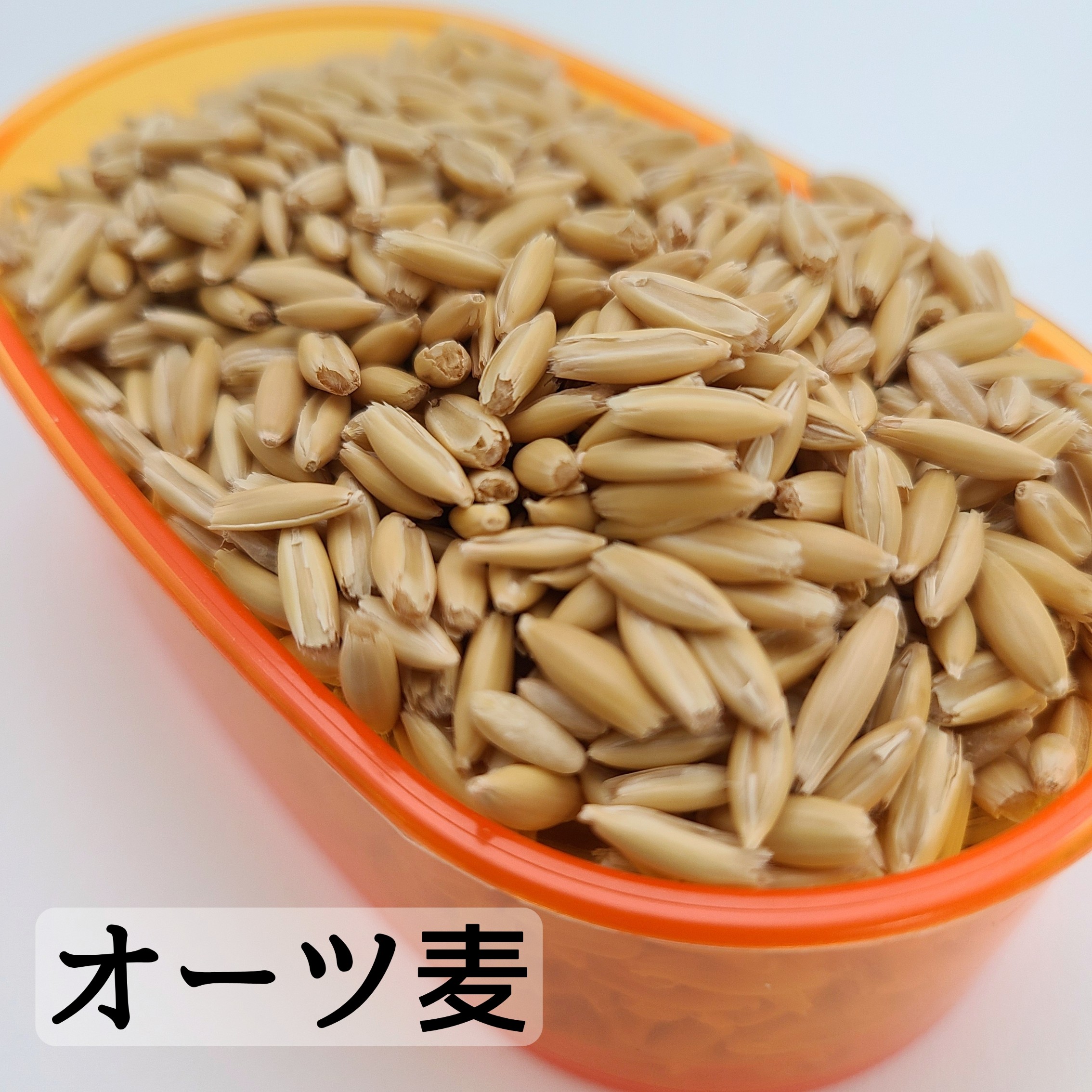 オーツ麦 500g エン麦 燕麦 オート麦 皮付き燕麦 皮付きオーツ 小鳥の餌 小鳥のエサ インコおやつ 鳩の餌 おすすめ お勧め 野鳥