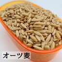 オーツ麦 500g エン麦 燕麦 オート麦 皮付き燕麦 皮付きオーツ 小鳥の餌 小鳥のエサ インコおやつ 鳩の餌 おすすめ お勧め 野鳥