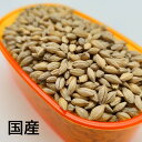 【国産】大麦 10kg 飼料用 オオムギ 鳩のえさ 鳩の餌 皮付き大麦 国内産雑穀 インコ オウム ムギ コニュア シロハラインコ ヨウム コバタン 副食 二...