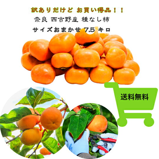 商品情報名称たねなし柿産地名奈良県産内容量3キロ保存方法常温または冷蔵庫で保存備考遺伝子組換えではありません【奈良県西吉野産たねなし柿】＜贈答用に最適！＞(秀品)3.0kg化粧箱入り 10〜12玉 10月1日より順次発送 種なし柿 たねなし柿 予約 訳あり 産地直送 柿 早割り お買い得 秋 農家直送 名産 送料無料 果物 フルーツ 国産 刀根早生 五條市 優品 柿の名産地西吉野から採れたてをお届け！！日が経つほど甘みは強く、果肉は柔らかくなります。スライスにしてサラダや柿なますにしても美味しくお召し上がりいただけます。 5