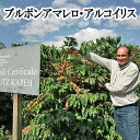 【在庫調整のため20%OFF】【UTZ認証スペシャルティ】ブラジル・ブルボン・アマレロ・アルコイリス農園【300g】 買い回り 買いまわり ポイント消化　おすすめ