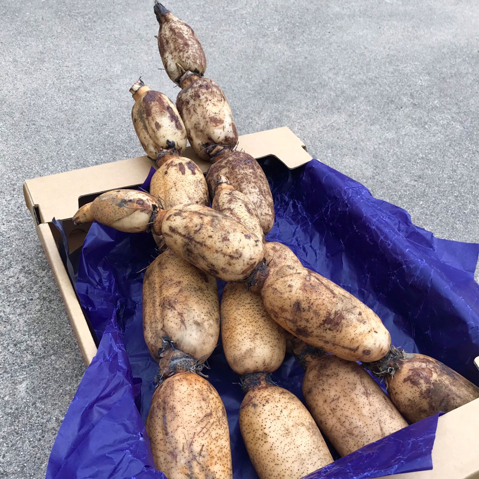 加賀レンコン　石川県産　加賀れんこん　1kg 3kg 5kg　加賀野菜　伝統野菜　秋　冬　正月料理　　蓮根