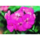 つくし び〜看用写真ステッカー ゼラニウム (品番:PH-4)(注番1843305)・(送料別途見積り,法人・事業所限定,取寄)