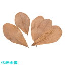 TKG ヤマコー 朴葉 100枚入 M (品番:QHO1502)(注番1941018)・(送料別途見積り,法人・事業所限定,取寄)
