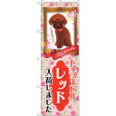 sign city のぼり旗 トイプードル レッド 入荷 No.GNB−2466 W600×H1800 (品番:6300013115)(注番3239649)・(...