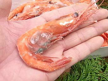 【2L】冷凍アマエビ(甘海老)「1kg」