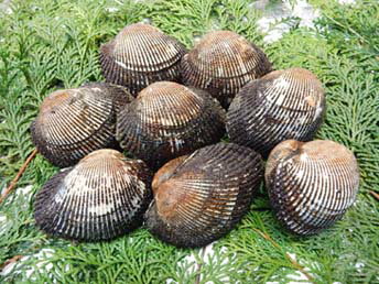 活赤貝(アカガイ)「1kg」