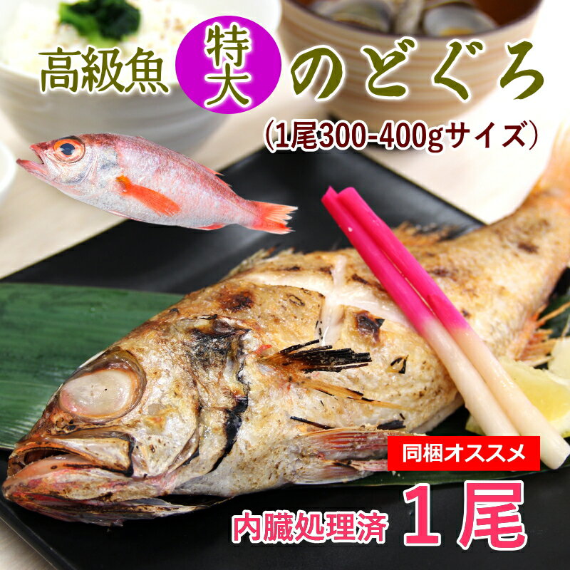 【同梱オススメ！】高級魚 特大 のどぐろ 丸ごと 300-400g 約28cm級の特大サイズ 1尾 ウロコ・内臓処理..