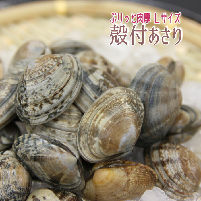 【お試し1パック】ボイル殻付あさり 砂抜き済み250gパック濃厚で美味しいボイルしてるから温めるだけ送料無料 アサリ あさりのサムネイル