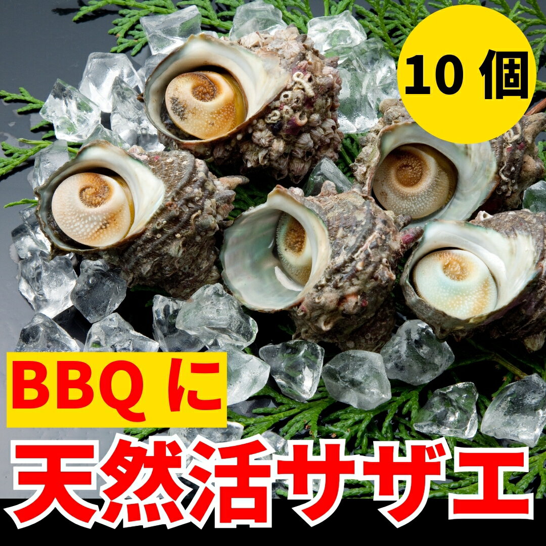 【業務用】＜サイズが選べる！天然活サザエ（さざえ）＞お刺身、つぼ焼きに！【冷凍便同梱可】【ギフト】【海鮮バーベキュー・BBQ・ガンガン焼きにも！】父の日 キャンプ ギフト お中元