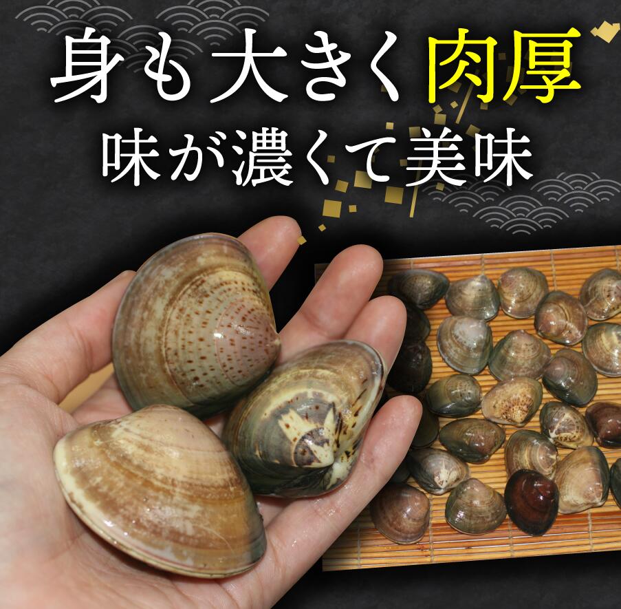 【業務用】＜活きはまぐり（ハマグリ・蛤）1kg＞お吸い物、酒蒸し、天ぷらに！【冷...