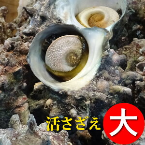 【業務用】＜サザエ（さざえ）大サイズ 100g〜120g×10ヶ＞お刺身、つぼ焼きに！【冷凍便同梱可】【ギフト】【海鮮バーベキュー・BBQにも！】