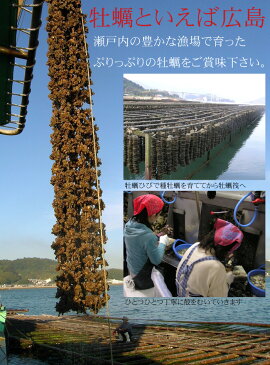 【送料無料】広島県産 冷凍牡蠣 1kg(冷凍便)お取り寄せグルメ お歳暮 ギフト 内祝い カキ おすすめ kaki かき 広島 瀬戸内 魚介類 魚貝類 ガンガン焼き カンカン焼 シーフード 新鮮 産地直送 本場 名産品 特産品 広島中央卸売市場 草津港 三丁目横丁 市場 直送便