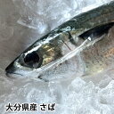 大分県産 釣り さば 生 鯖 サバ しめ鯖 レシピ付き（冷蔵便）