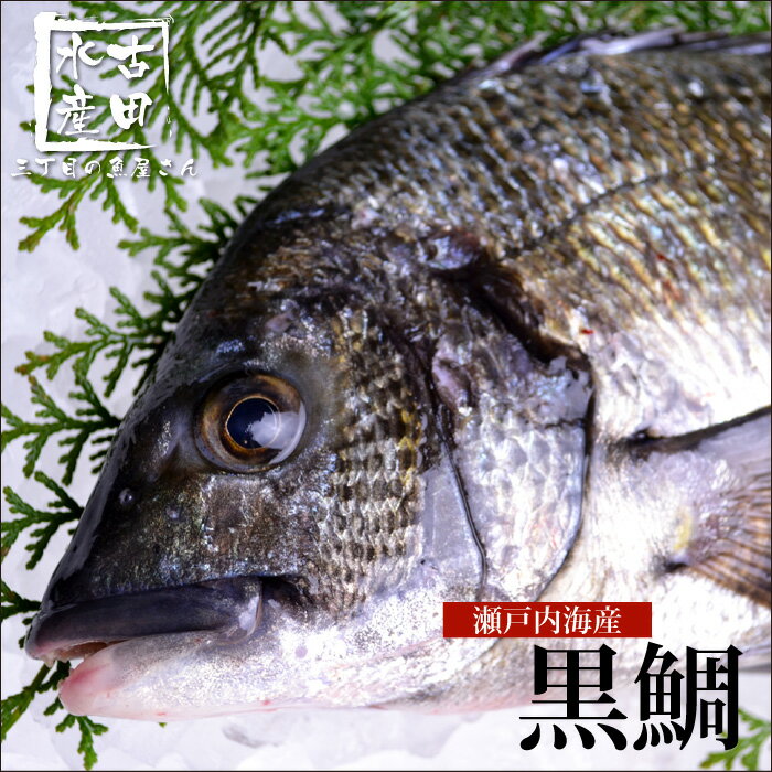 黒鯛 瀬戸内海産 別名「チヌ」ともよばれる黒鯛は広島県の県魚！白身で淡泊な味のため、刺身や塩焼き、..