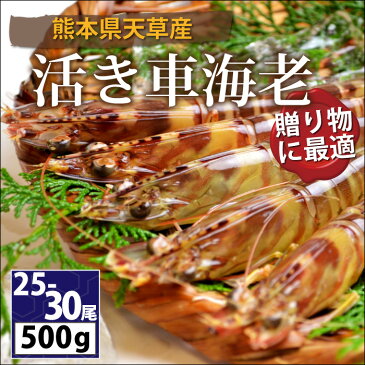 【送料無料】【熊本県天草産】活き車エビ500g（25-30尾）（冷蔵便もしくは常温便）[メール便・代引き：不可]