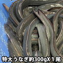 【 生きたまま発送可能 】朝〆 生 うなぎ 開き 約300gX1尾〜6尾 特大サイズ(冷蔵便)骨 肝付き 鰻 蒲焼き 愛知三河産などの国産 バーベキュー