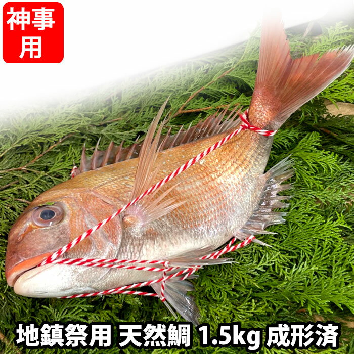 地鎮祭用 天然鯛 真鯛 瀬戸内海産 《1.5kg前後(縦:40-50cm前後 横:15cm)》地鎮祭棟上げ 鯛 尾頭付き 刺し身 お祝い 尾頭付き 真鯛 祝い事 瀬戸内海 天然真鯛 お造り 鯛しゃぶ 煮お吸い物 お供え 天然(冷蔵便)