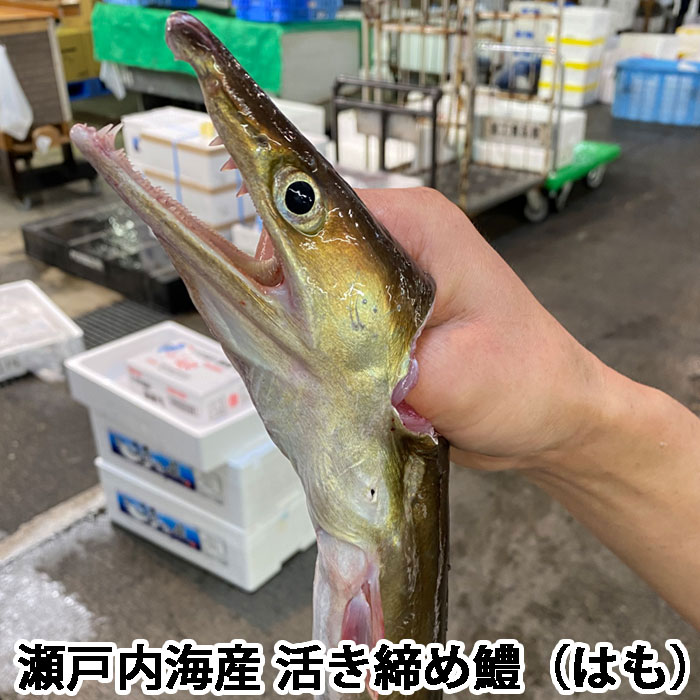 【予約販売】活き締め 鱧 はも 1kg～1.2kg （はもしゃぶにして5～6人前） 瀬戸内海産 レシピ付き アラ付き はもしゃぶ 湯引き 天ぷら 骨切り済み はもすき 未冷凍 （冷蔵便）