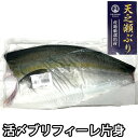 天之瀬 ブリフィーレ 半身(冷蔵便)ぶり 鰤 刺身 しゃぶしゃぶ 生