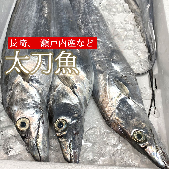 太刀魚 1kgX1尾～2尾 生 長崎県 大分県など 刺身 塩焼き タチウオ たちうお レシピ付き 魚 鮮魚 （冷蔵..