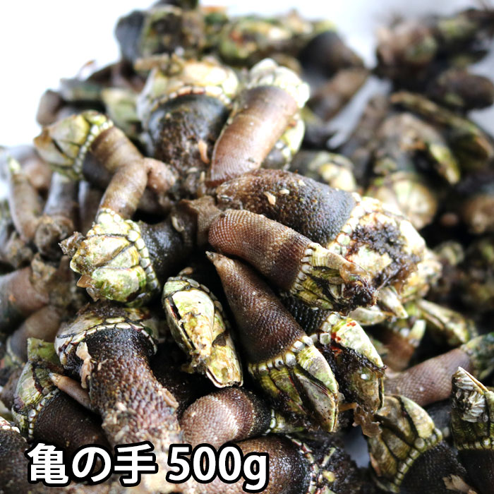 亀の手 生 500g～2kg 未冷凍 かめのて カメノテ 冷蔵便 