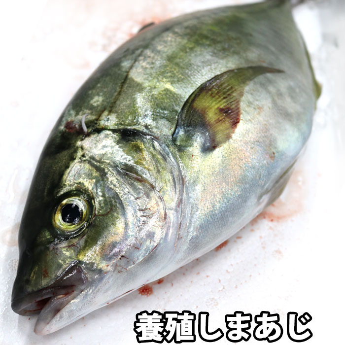 しまあじ 1kg 養殖 シマアジ 刺身 （冷蔵便）