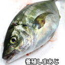 しまあじ 1kg 養殖 シマアジ 刺身 (冷蔵便)
