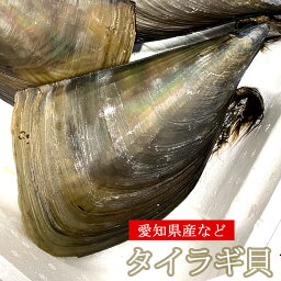 タイラギガイ 活き 1個～5kg たいらぎがい タイラギ 貝 生きてる 冷蔵便