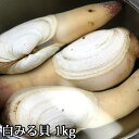 白ミル貝 活き（4個～6個）約1kg～約3kg しろみるがい ...