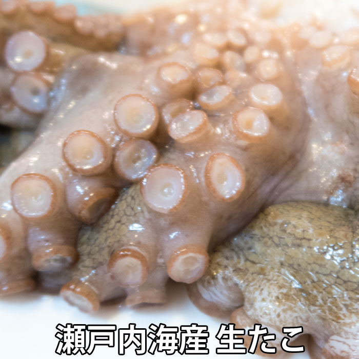 活き締め 真たこ 約1.5kg 生 レシピ付き 瀬戸内海産 蛸 タコ 刺身 たこさし たこ （冷蔵便）