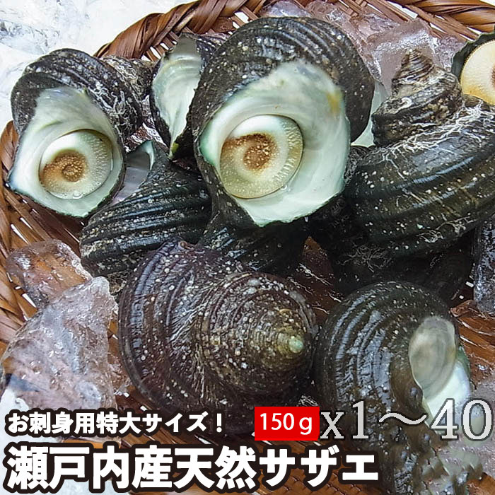 天然 活き サザエ 約150g×1個～40個瀬戸内海産 さざえ 栄螺 （冷蔵便）[メール便：不可]