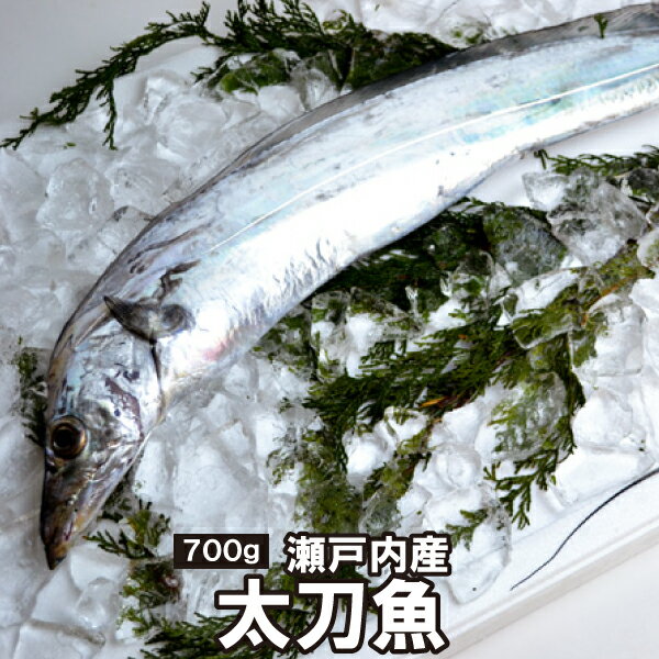太刀魚（700g前後）X1尾～2尾（冷蔵便） 長崎県 大分県...